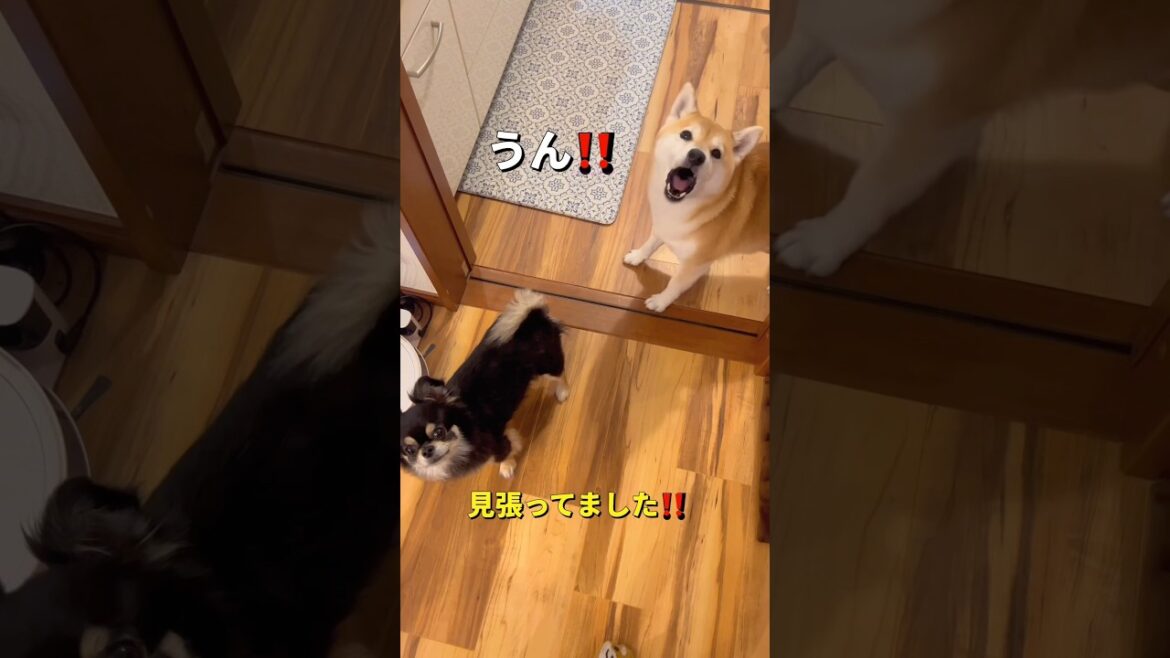夜ご飯にテンション上がる🐶🐶✨#柴犬 #チワワ #shorts