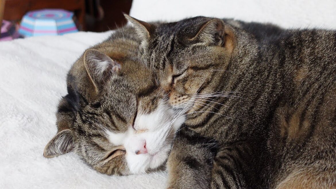 最高にふわふわなほっぺ枕なねこ。-Very very fluffy cheek pillow of Maru.-