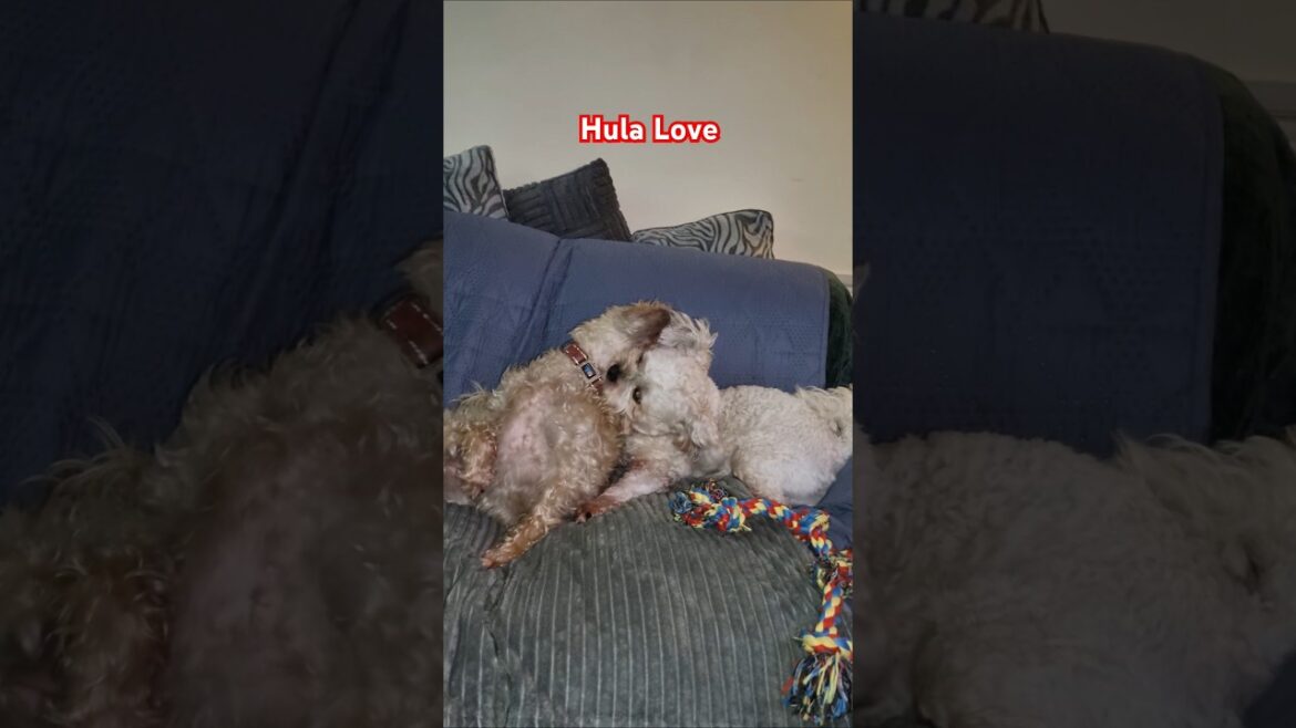 This is called Hula Love ๐ค or is it Tussling ๐ This is called Hula Love ๐ค or is it Tussling ๐