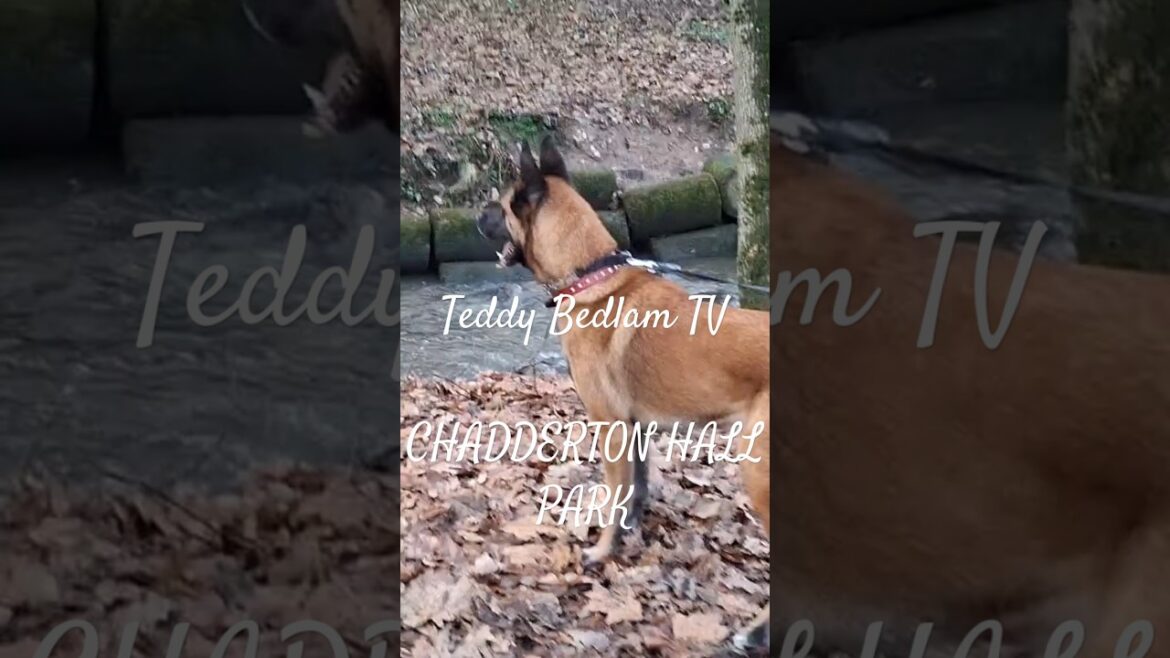 An epic dog day out in Chadderton Hall dog park #dog