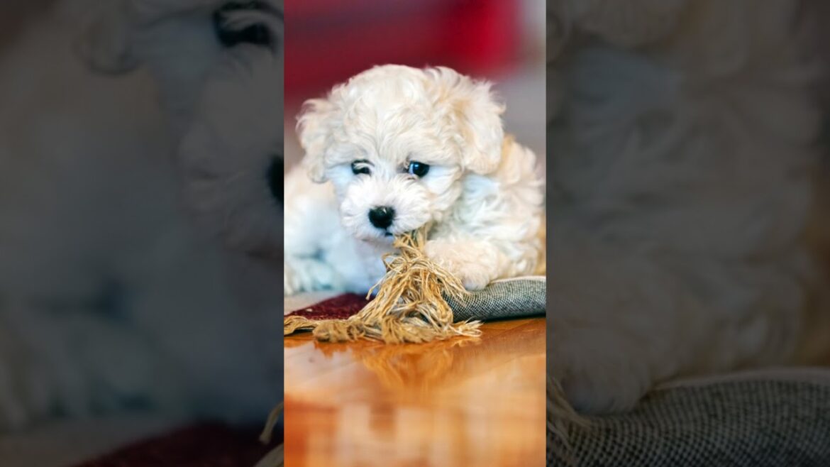 ✨ Meet the Bichon Frise: The Fluffy Cloud of Joy! 🐾💕 #Dog #Dogs #Dogfacts #Bichonfrise #Bichonfrise