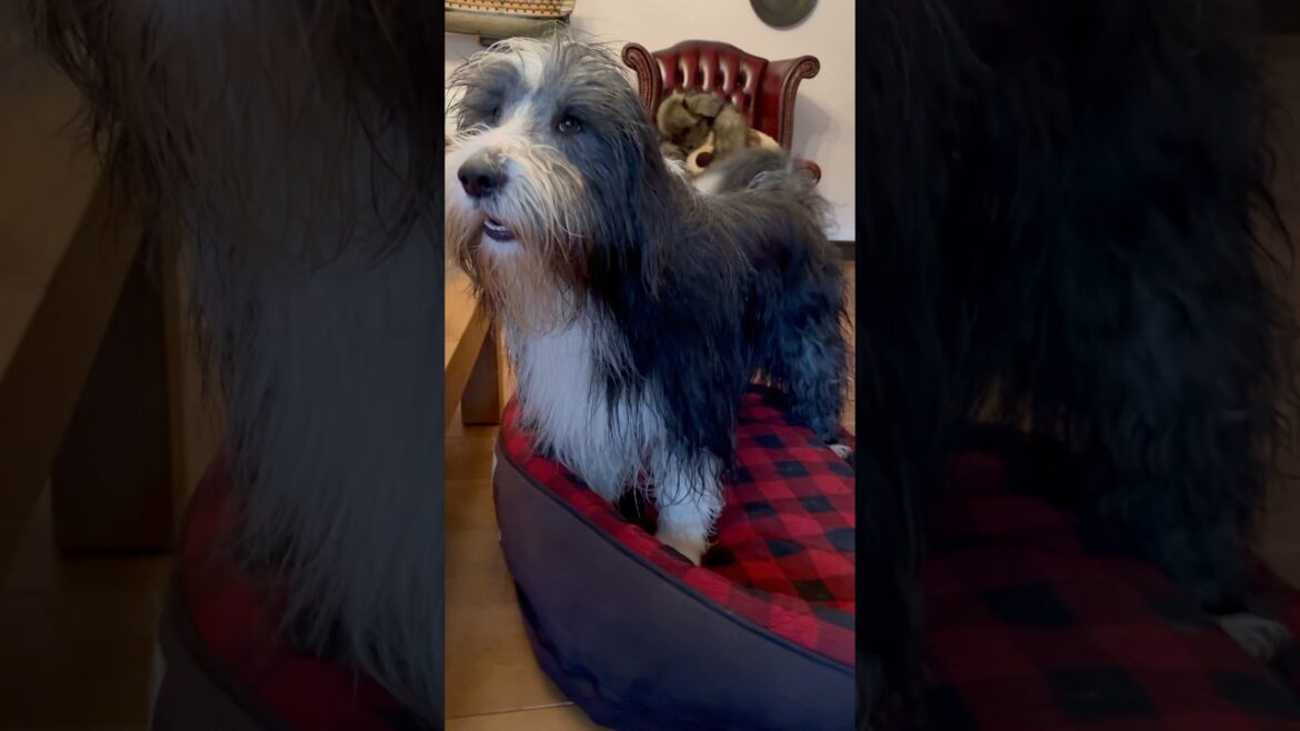 💦After enjoying a warm shower!😀 #beardedcollie #cutedog #happydoglife #doglover #shorts