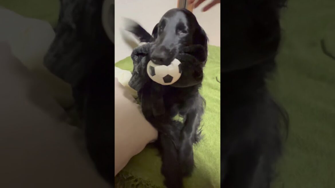 黒髪美女の今日のお尻　#shorts #flatcoatedretriever #フラットコーテッドレトリバー