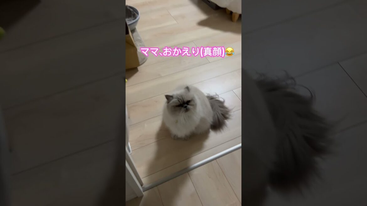 おかえり言ってくれた？ヒマラヤンのマーベル🐈🐾 #shorts #ねこのいる暮らし #cover #catlover