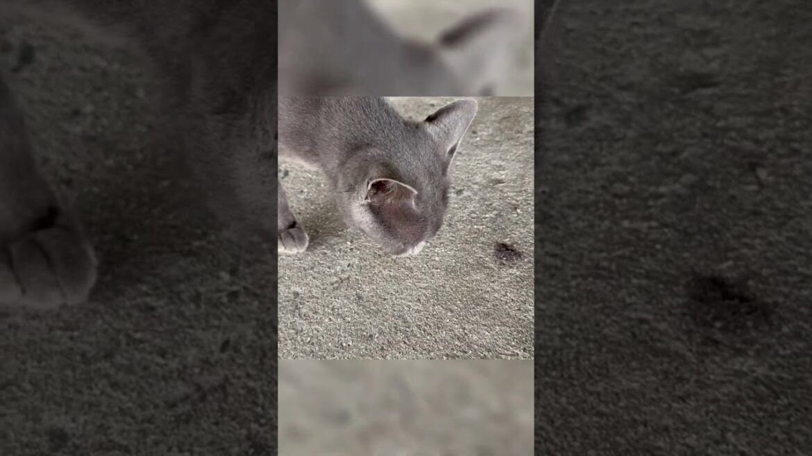 あ！！！　#shorts #ねこ #cat