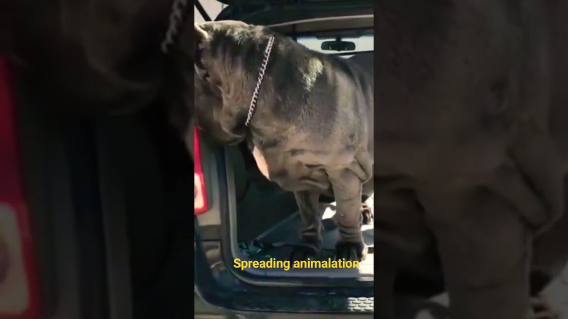 Ancient Giant Neapolitan Mastiff #viral #reels #dog #shorts
