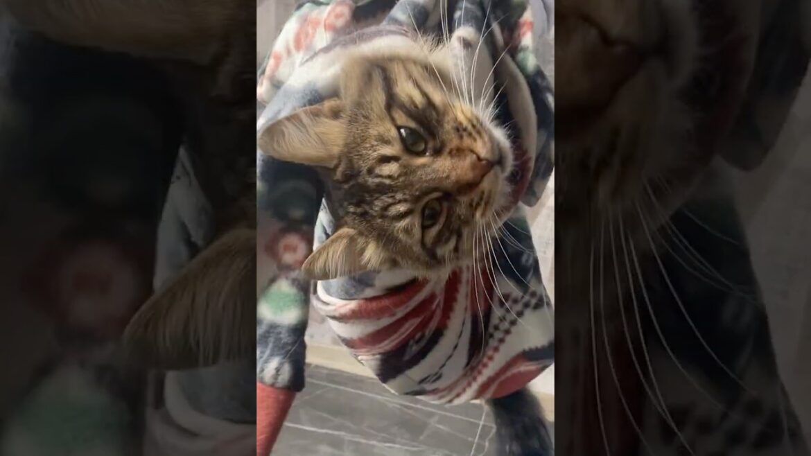 Blanket Dance with My Cat! 😺✨ Sleep or Fun?! #CATŞüQo Blanket Dance with My Cat! 😺✨ Sleep or Fun?! #CATŞüQo