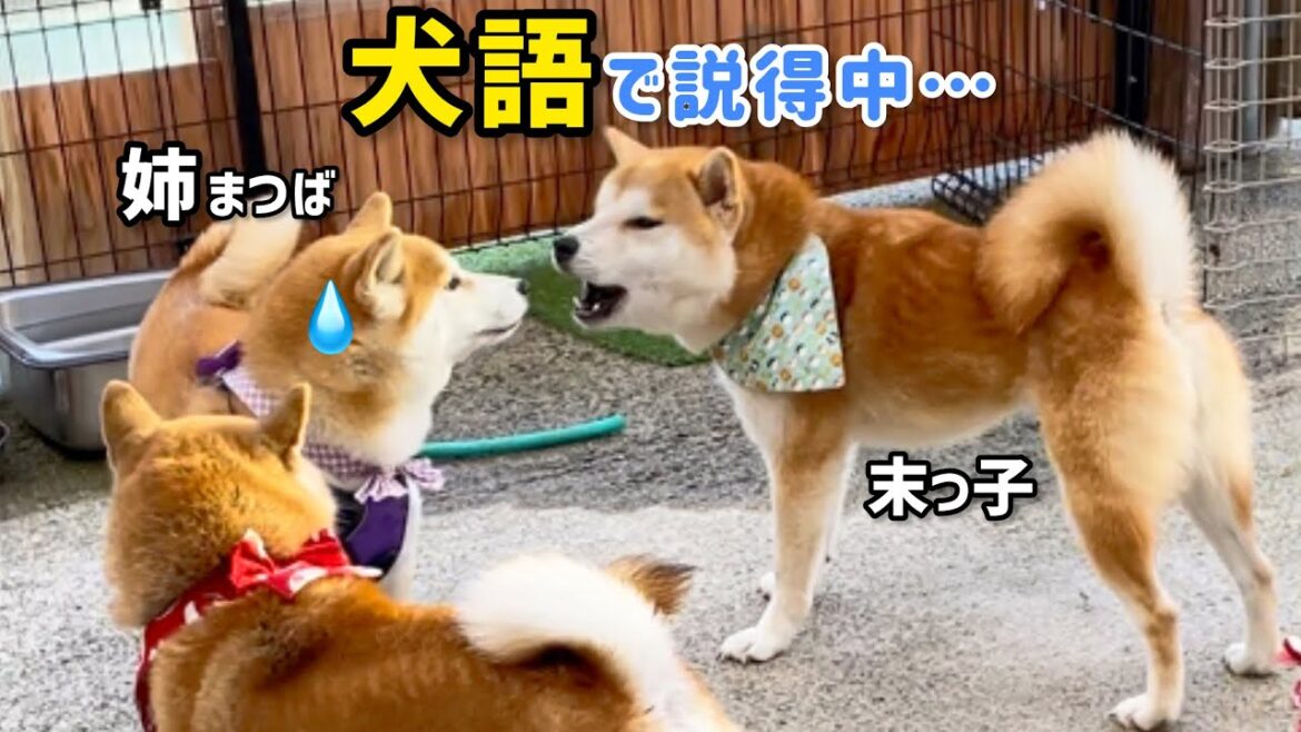 【犬語で説得】陽キャ末っ子柴犬が陽キャ姉柴犬の興奮に犬語で説得したら効果テキメンで笑えるw