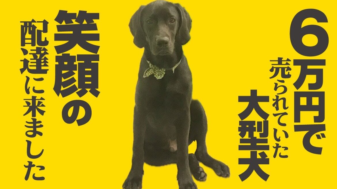 6万円で売られてたこの子が大好きです❤️