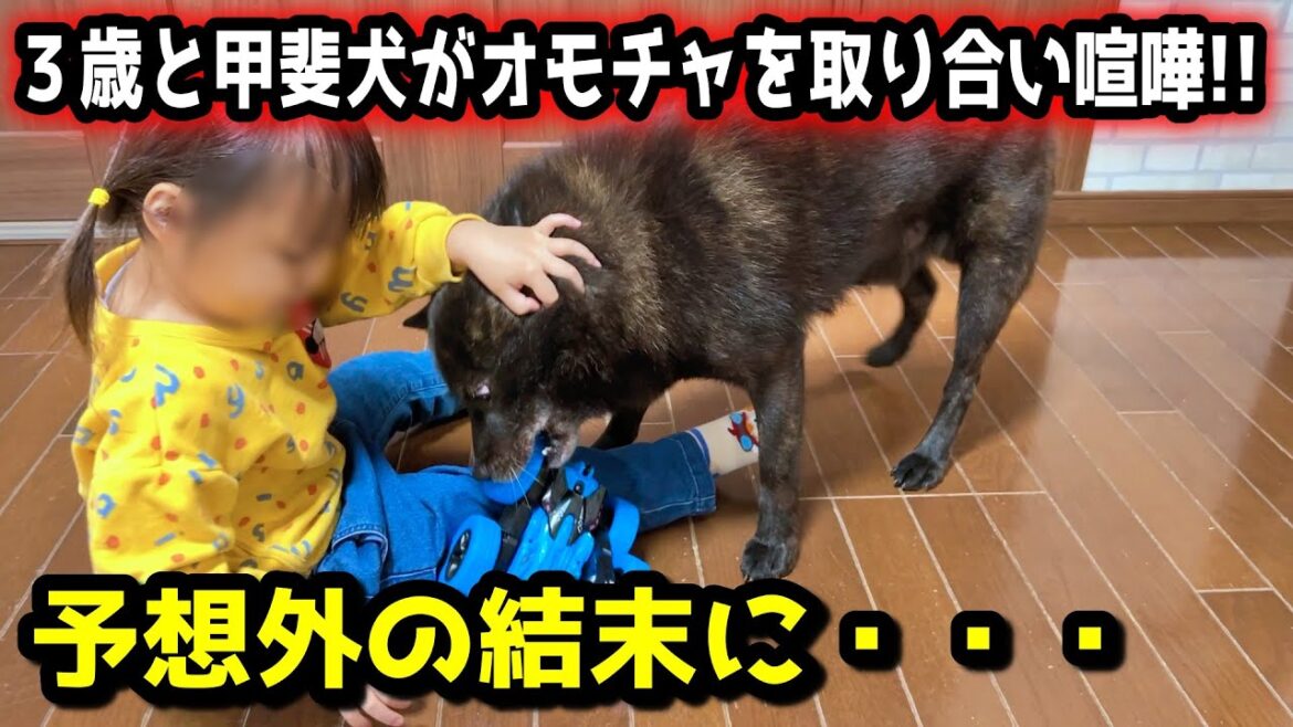 甲斐犬と子供がラジコンを取り合い喧嘩！その後の展開が・・・【一触即発】