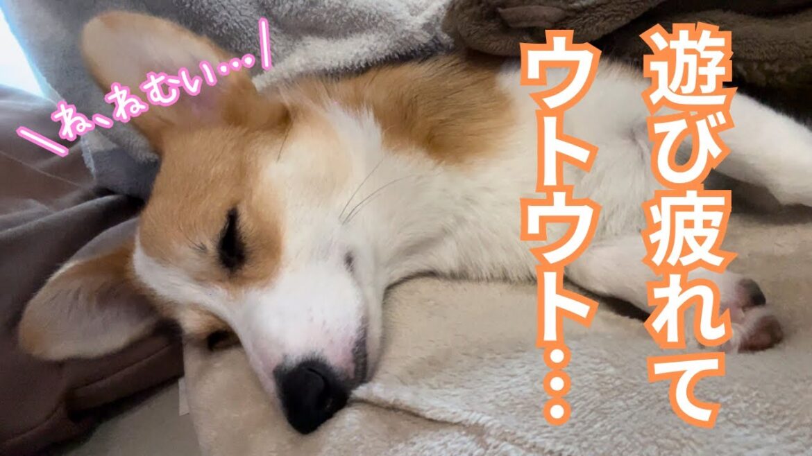 【第九十二話】朝から元気100%！遊び疲れて…【コーギー犬】