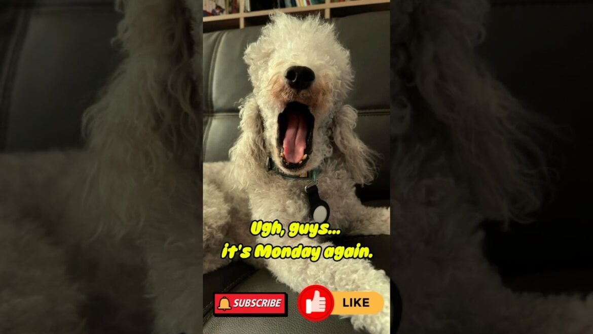 Why Blue hates Monday??? #cute #puppy #shorts #dog #bedlingtonterrier #funnypets #monday
