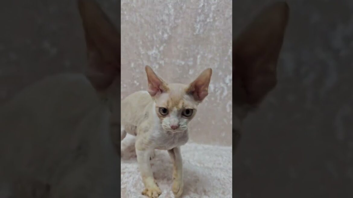 Charming Devon Rex Cream White Kitten Alik