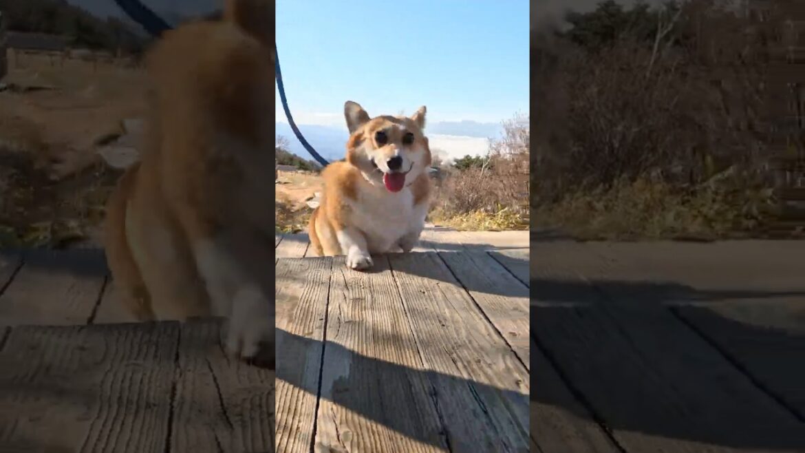 山頂へ駆け上がったコーギー / The corgi raced to the top of the mountain #コーギー #サクラ #corgi