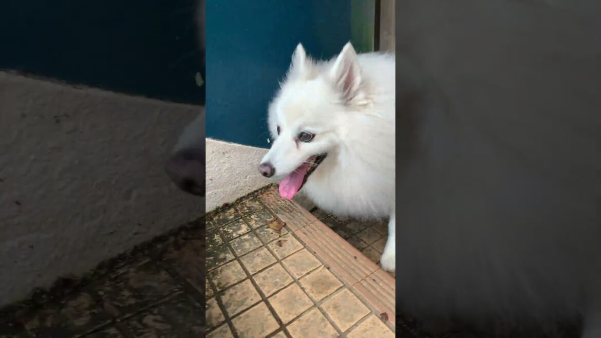 愛犬と魚見塚展望台 誓いの丘 #Shorts #日本スピッツ #鴨川