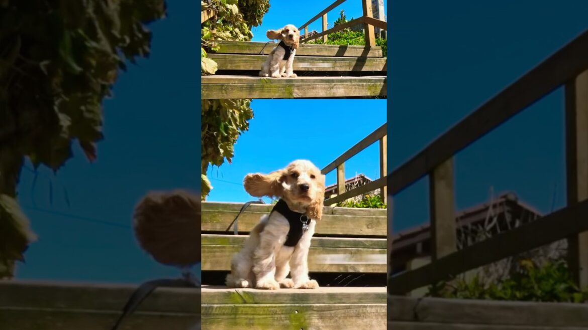 Puppy vs. Stairs - The Ultimate Climb!