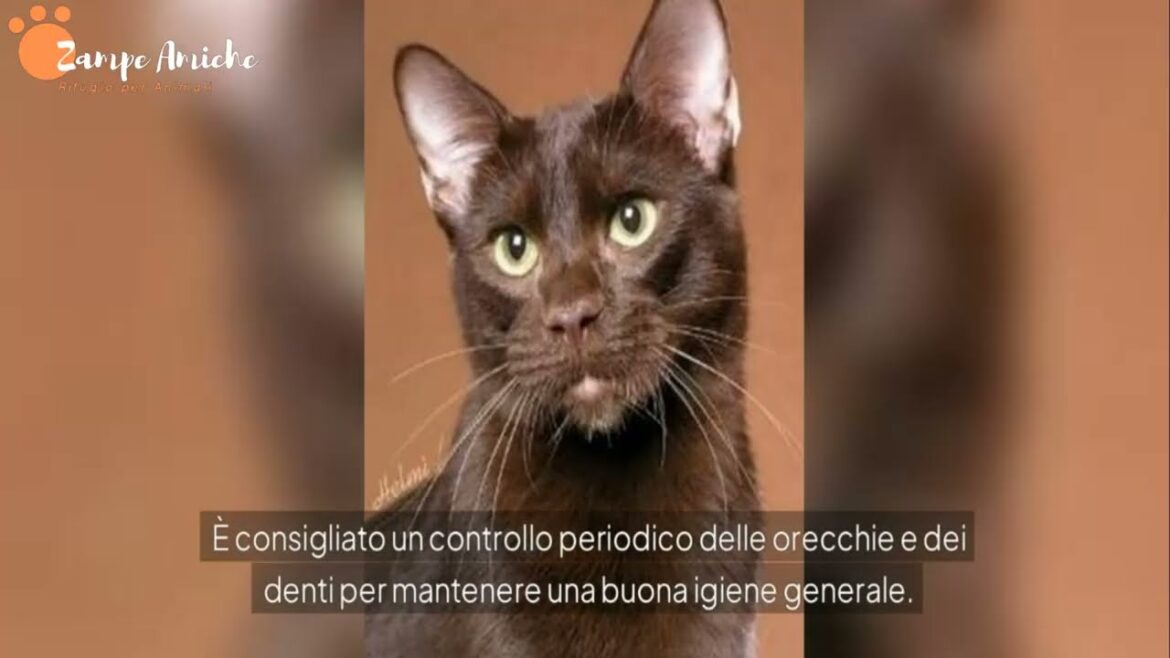 Havana Brown: Il Gatto Dal Pelo Marrone e Fascino Elegante | Guida Completa