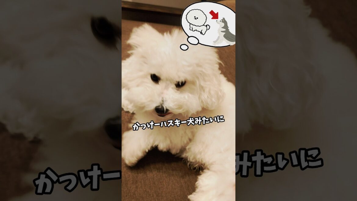 【ビションフリーゼ】今からカットなんだけどかっけーハスキー犬みたいになってくるね！ 【犬と猫、両方飼ってると毎日かわいい♥】