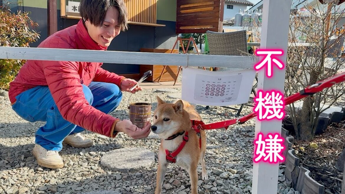 好物のおまんじゅうを買いに来たらまさかの定休日で不機嫌になる柴犬