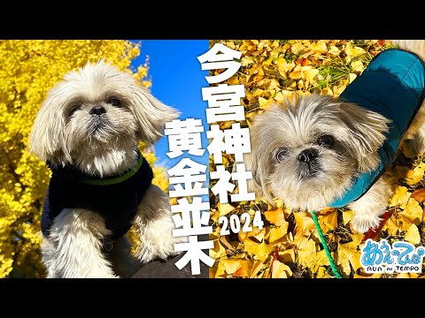 【京都】シーズー犬てんぽさんと黄金に輝く銀杏並木2024【今宮神社】 【京都】シーズー犬てんぽさんと黄金に輝く銀杏並木2024【今宮神社】