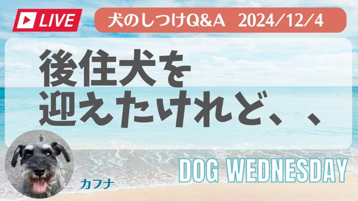 後住犬を迎えたけれど、、、ミニシュアシュナウザー＆レイクランドテリア