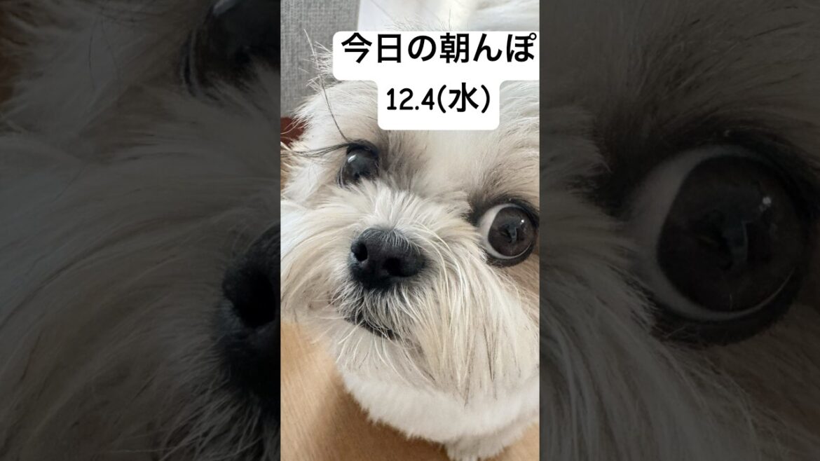 【シーズー】今日の朝んぽ / 塩対応 / ウンチング / まつ毛の寝ぐせ （2024.12.4）#シーズー #shihtzu #shorts #puppy #癒し