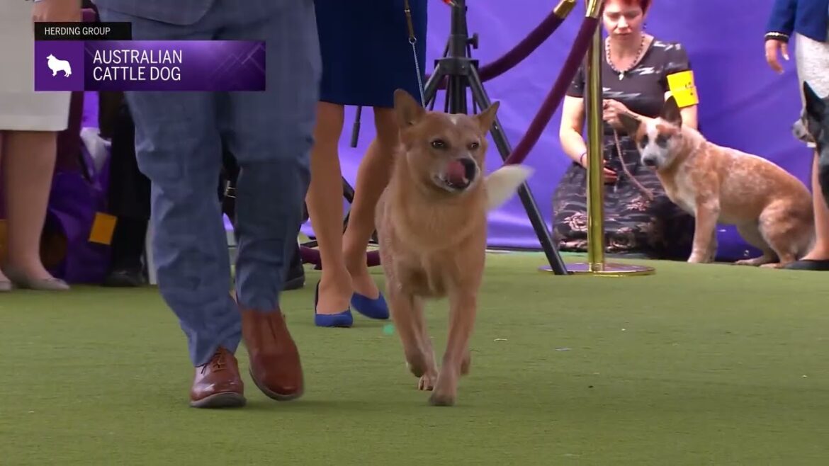 Australian Cattle Dogs | Breed Judging 2024