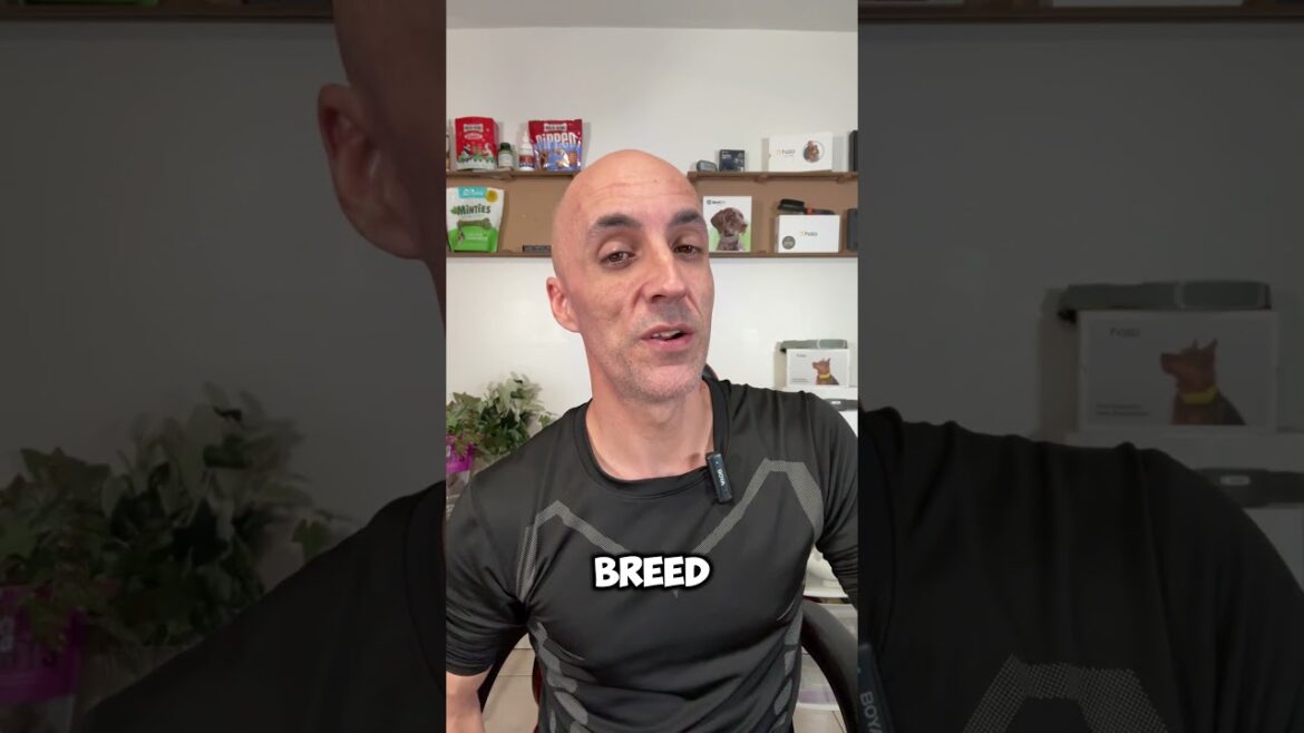 Discover the Most Mysterious Chinese Dog Breeds in 2024! #shorts #trending