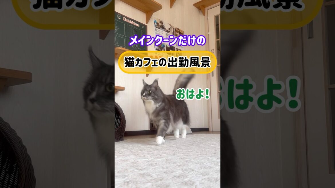 メインクーンだけの【猫カフェの出勤風景】#cat #cooncat #もふ