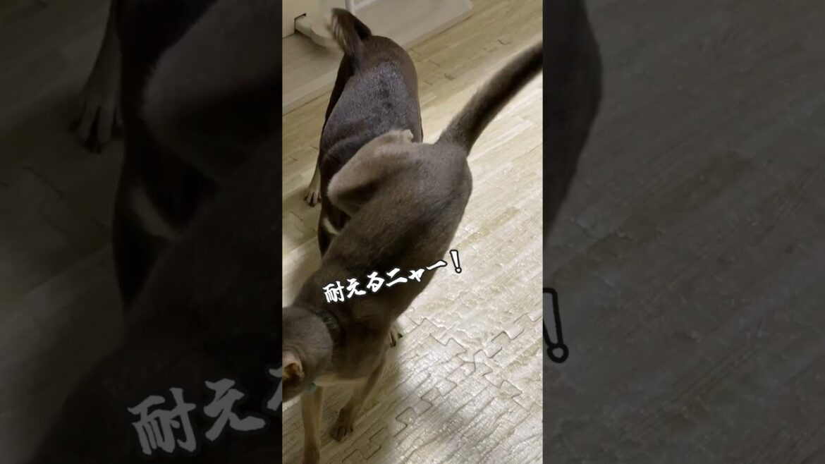 猫を持ち上げたい犬 それに耐える猫 #shorts  #アビシニアン #チワワ