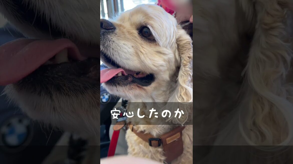 病院の先生に笑われちゃったね（コッカースパニエル）