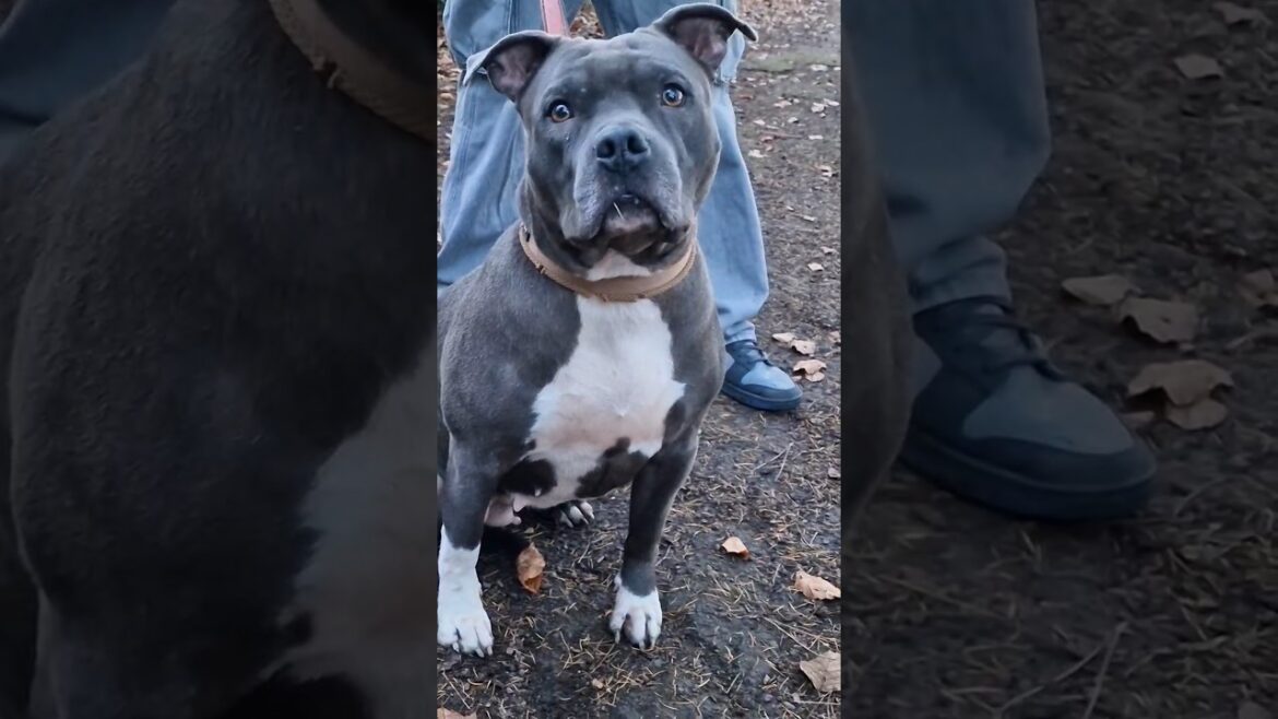 American Staffordshire Terrier 🔥 #shorts #pitbull #dog #youtubeshorts