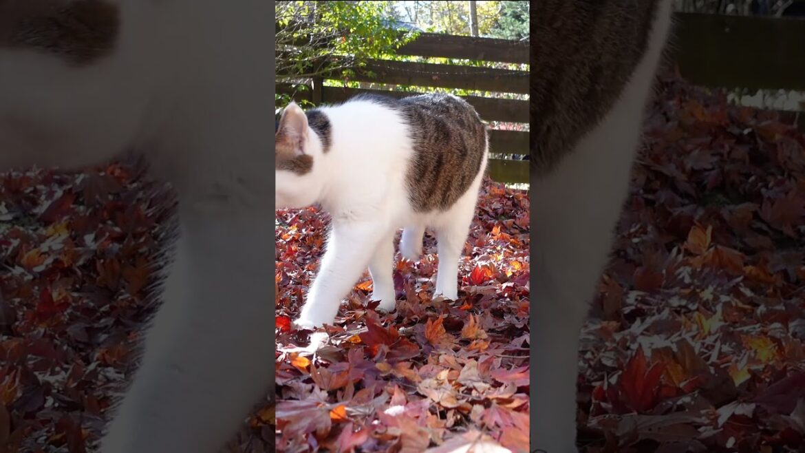 落ち葉の庭とねこ。 #Shorts