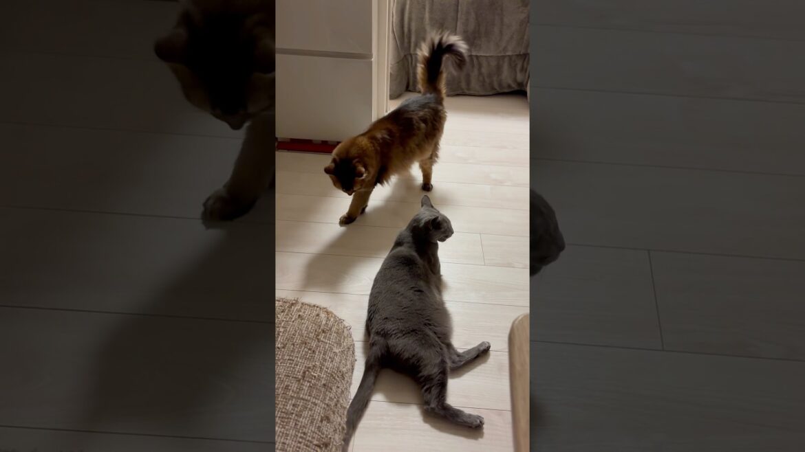 めずらしく構ってちゃんなお兄ちゃん猫 #ロシアンブルー #ねこのいる暮らし #ソマリ
