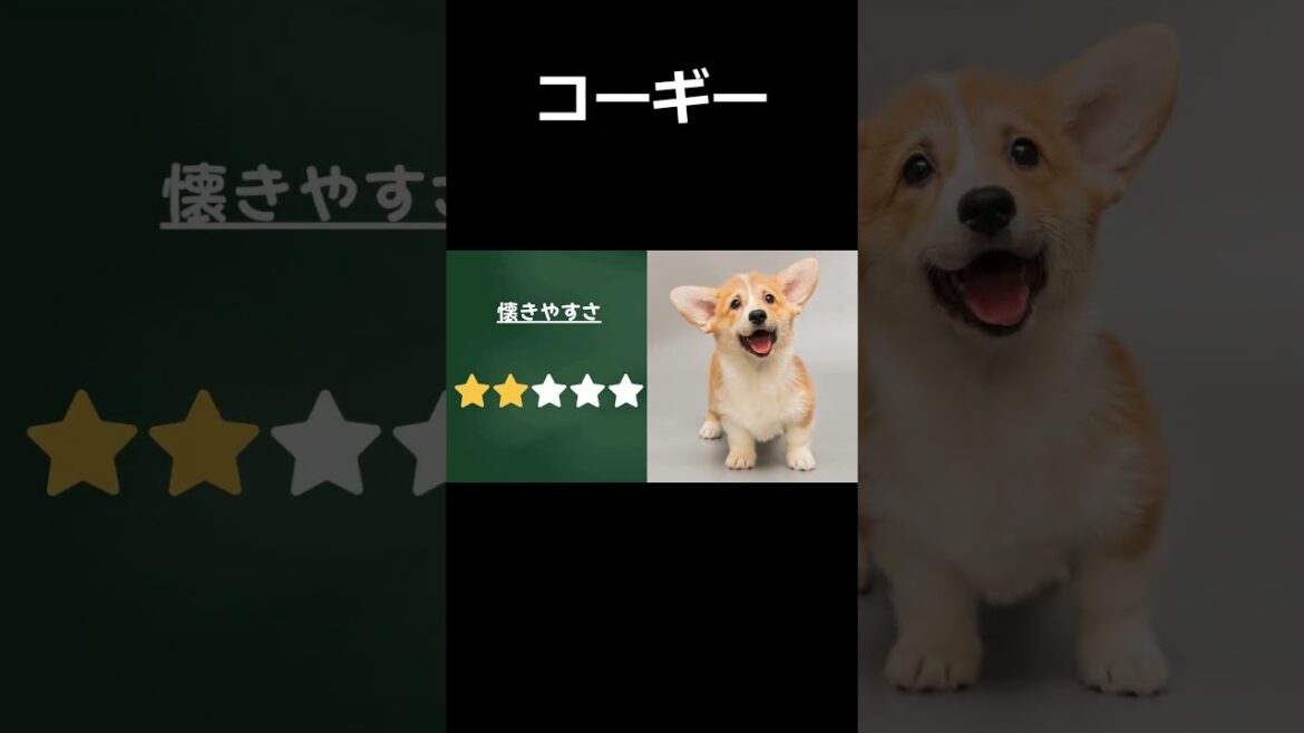 【愛犬家必見！】懐きやすい犬種Best 6：特徴と性格を徹底解説！