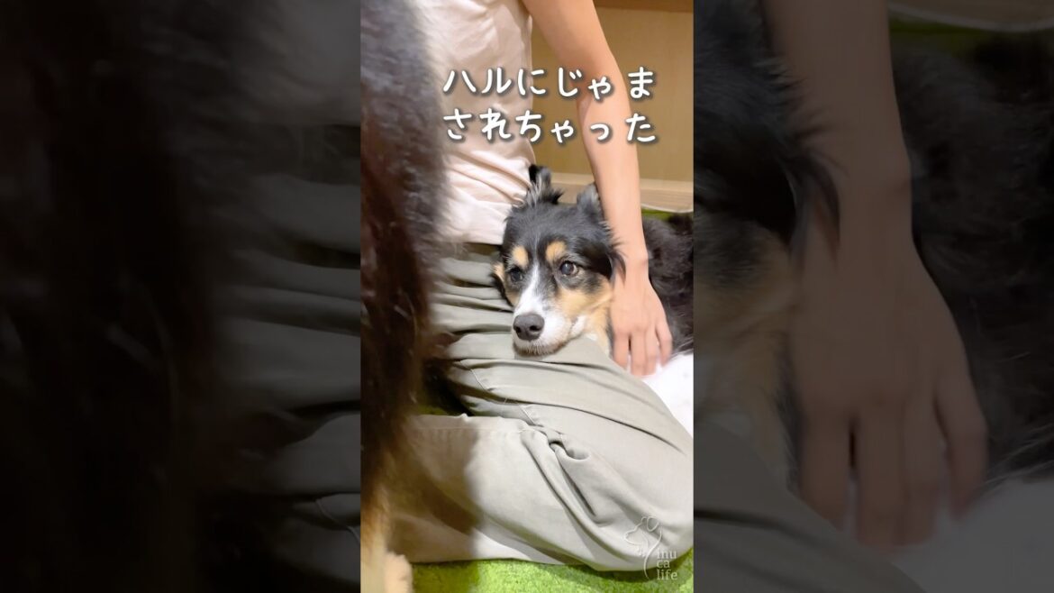 ママのひざまくらだけは譲れないお姉ちゃん犬 #ボーダーコリー #犬のいる暮らし