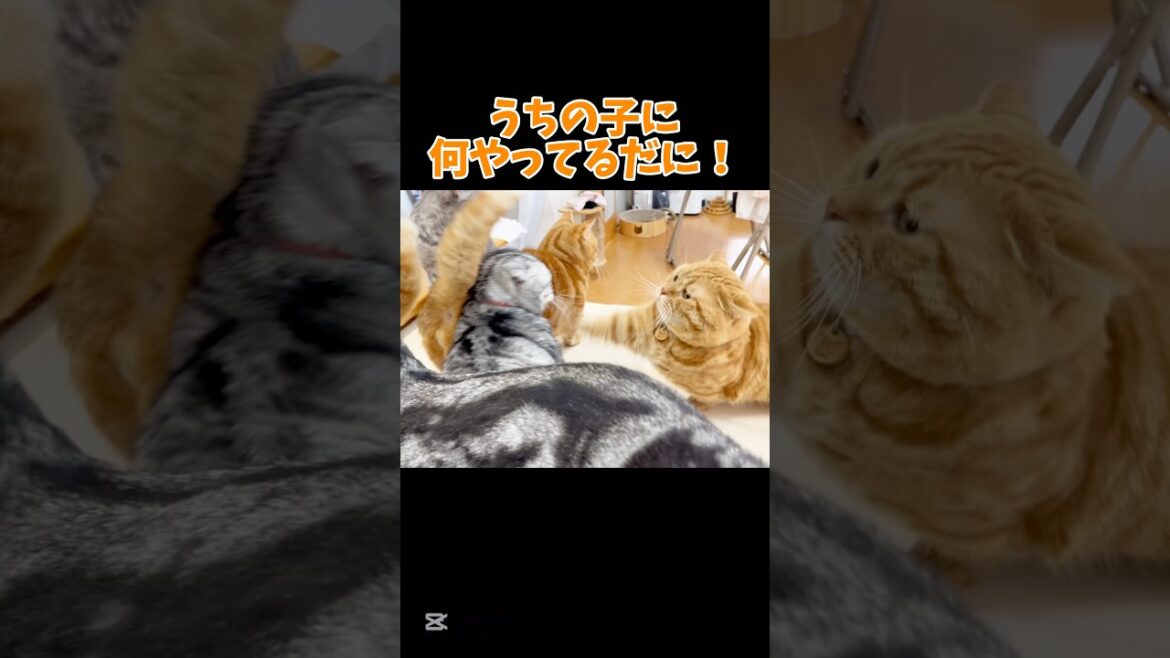 猫として #マンチカン #shorts