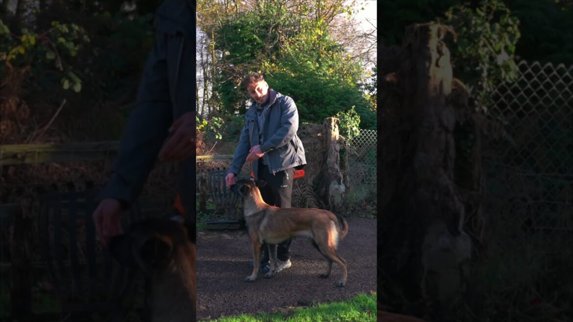 TEACHING MY DOG TO HEEL #dogtraining  #puppytraining #heeling