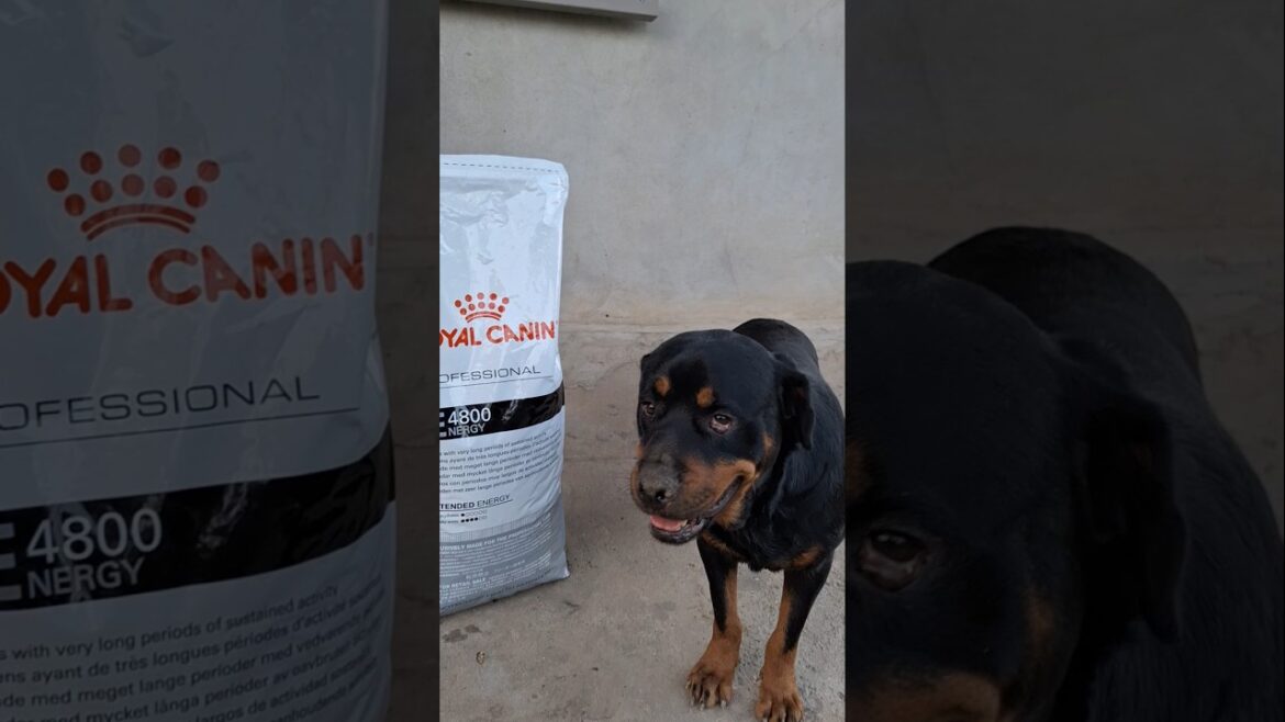 #KALISTHA STRONG FEMALE OF ROTTWEILER AT 4️⃣ YEARS AND DRY FOOD ROYAL CANIN PROFESSIONAL ENERGY 4800 #KALISTHA STRONG FEMALE OF ROTTWEILER AT 4️⃣ YEARS AND DRY FOOD ROYAL CANIN PROFESSIONAL ENERGY 4800