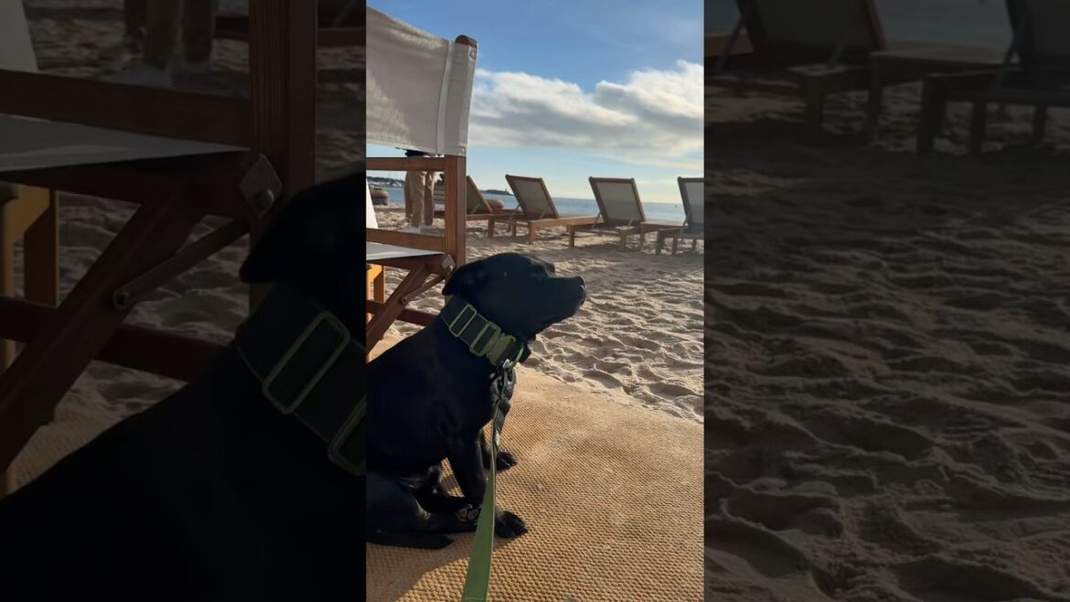 English Staffordshire bull terriers on hold #staffy #staffylovers #lifestyle
