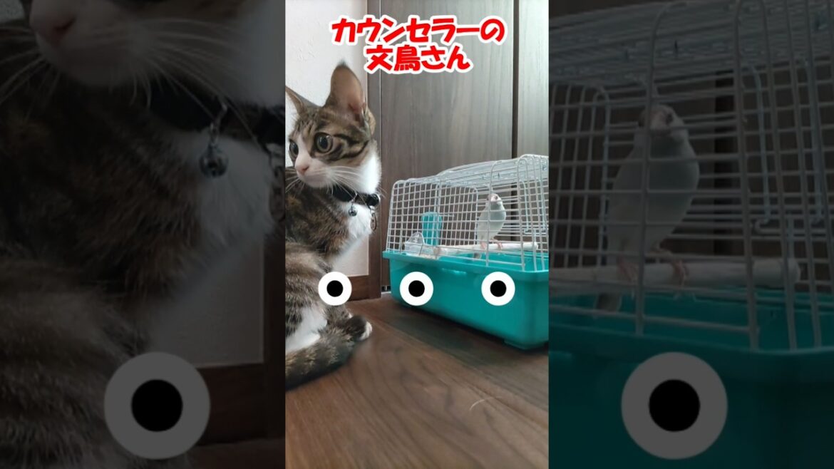 カウンセラーの文鳥さん【保護猫】【コーイケルホンディエ】