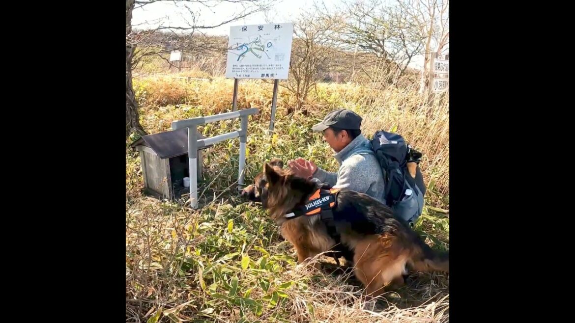 お参りするジャーマンシェパード犬ハスク