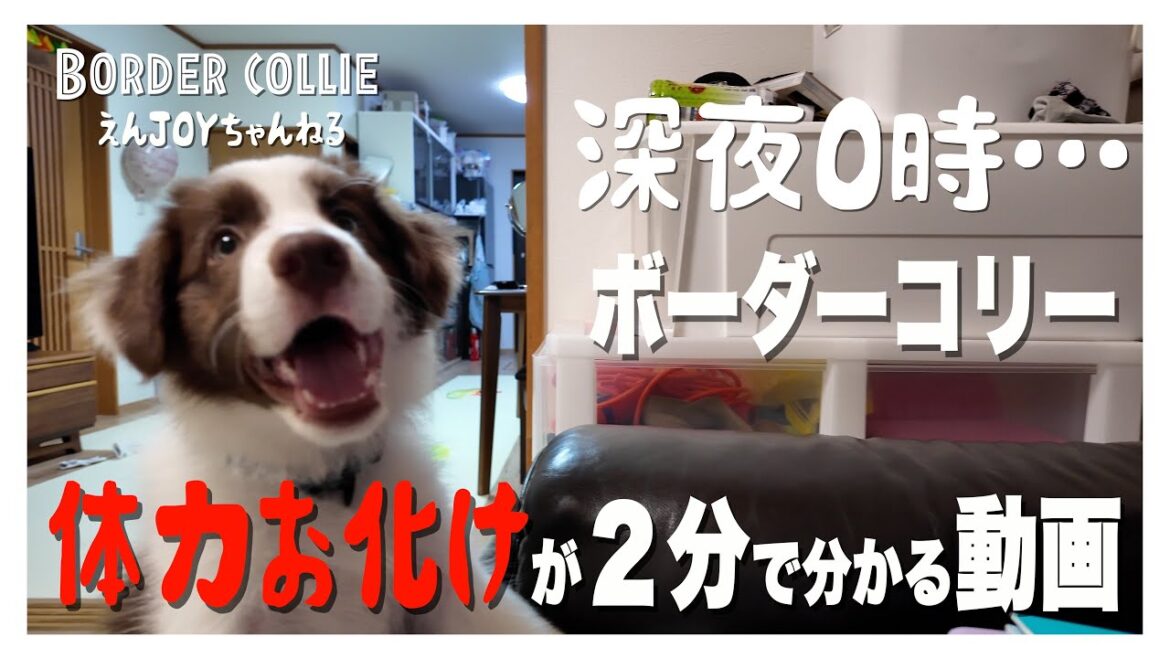 第13話【体力無限大∞!?のボーダーコリー】ボーダーコリーのジョイくん