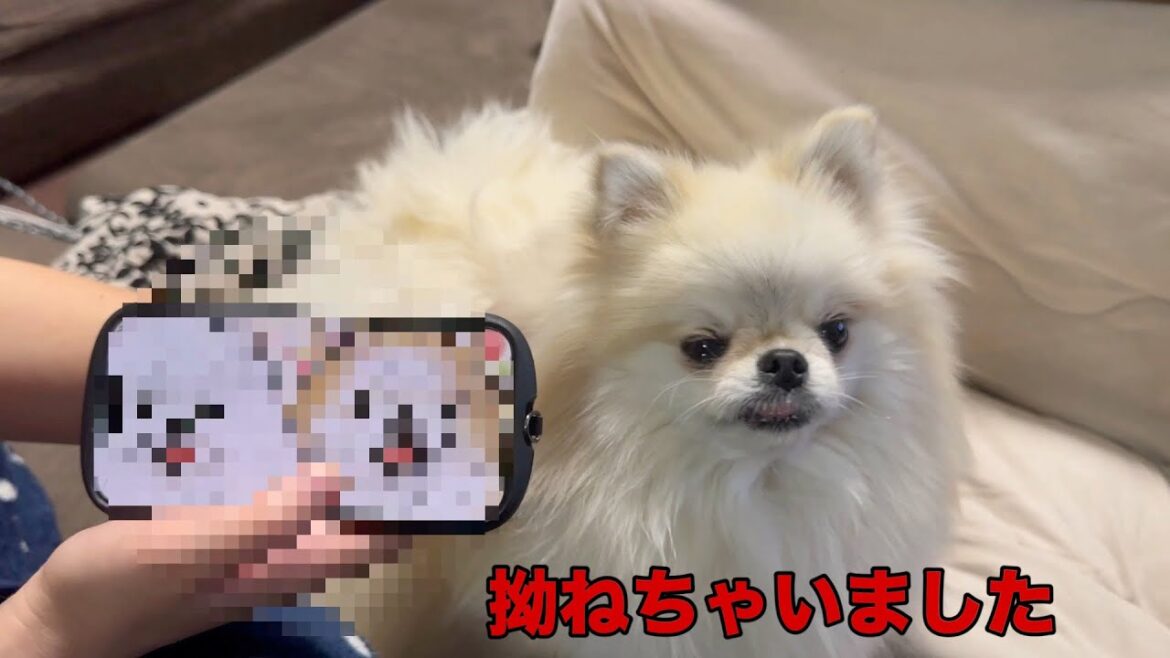 拗ねてしまったポメラニアン