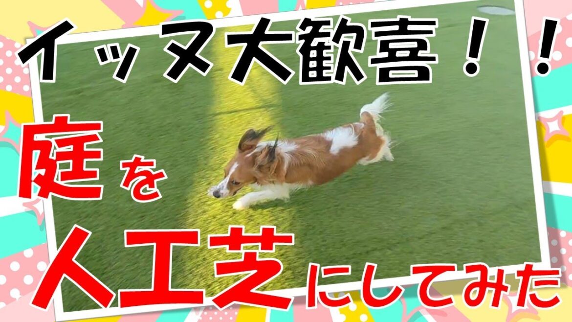 【予想外】ここまで喜ぶとは   【コーイケルホンディエ】
