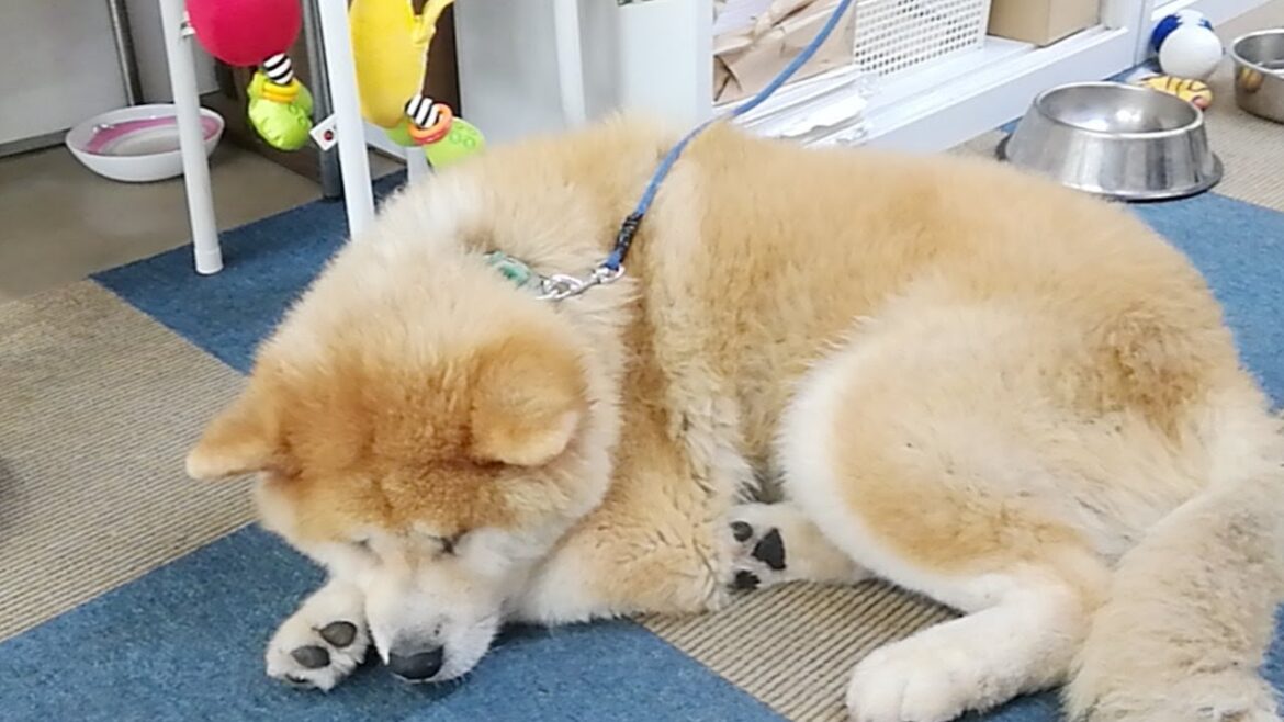 秋田犬会館配信！
