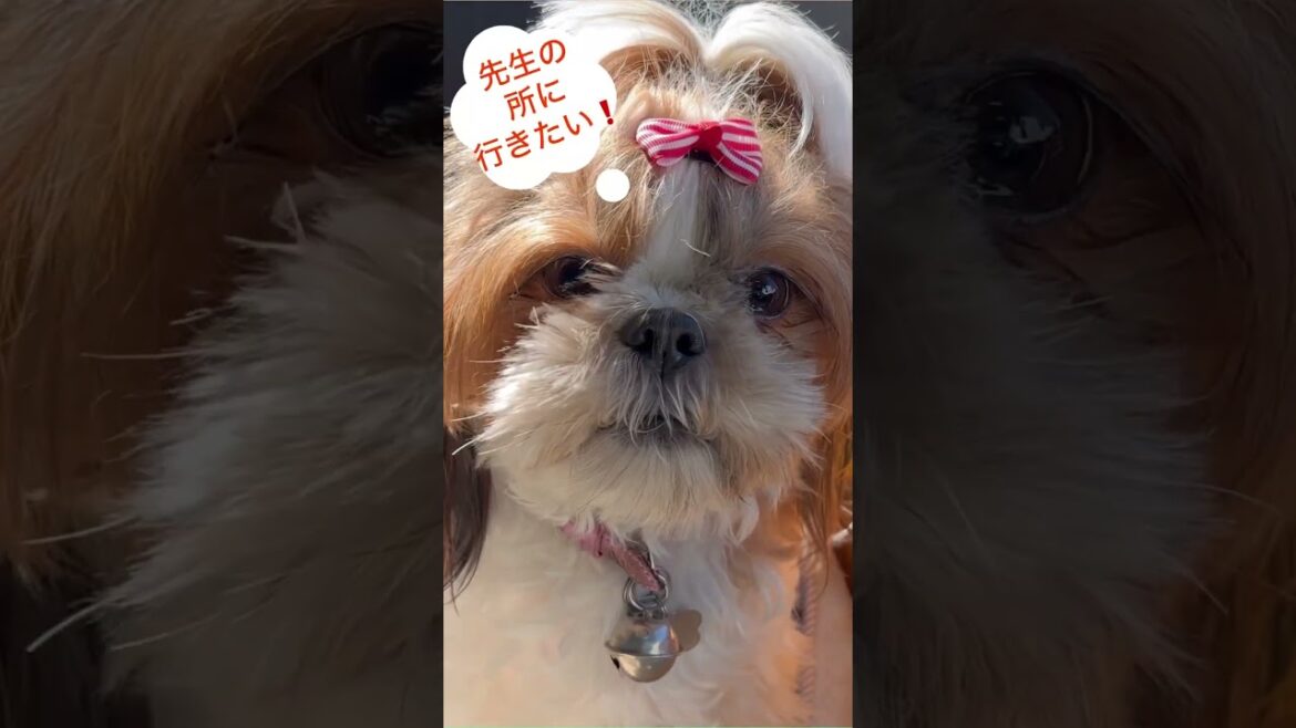 ♦︎病院が好きすぎるてんちゃん💜シーズーてんちゃん日記　4歳】#shorts#シーズー#Shih Ztu#シーズーてんちゃん日記#てん#らん#dog #Cute #おしゃべり#わんこ#大好き#病院