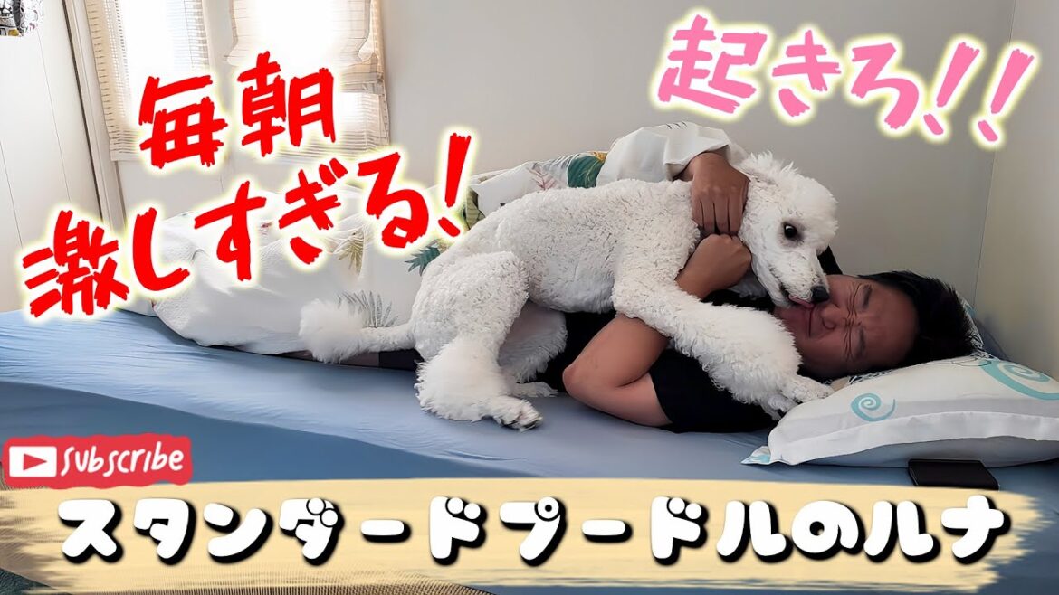 毎朝もの凄い勢いで起こしに来てくれるスタンダードプードルのルナ