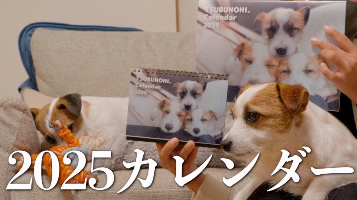可愛いジャック3兄弟の2025年カレンダーがようやく完成しました/ジャックラッセルテリア 可愛いジャック3兄弟の2025年カレンダーがようやく完成しました/ジャックラッセルテリア