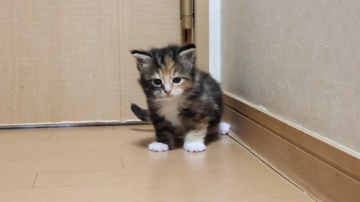 超可愛いメインクーン子猫つばきちゃん